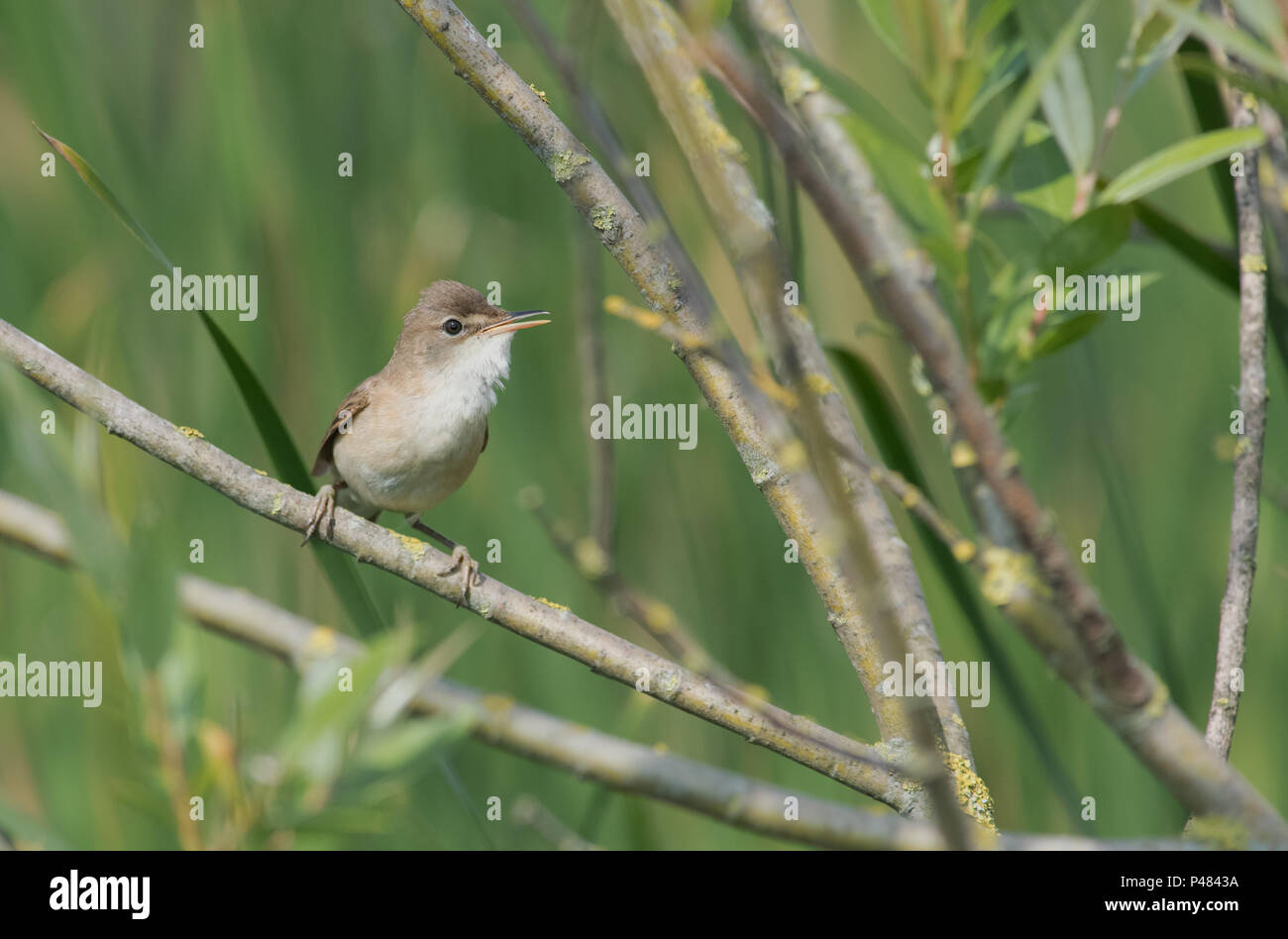 Reed Warbler-Acrocephalus scirpaceus in song. Spring. Uk Stock Photo ...