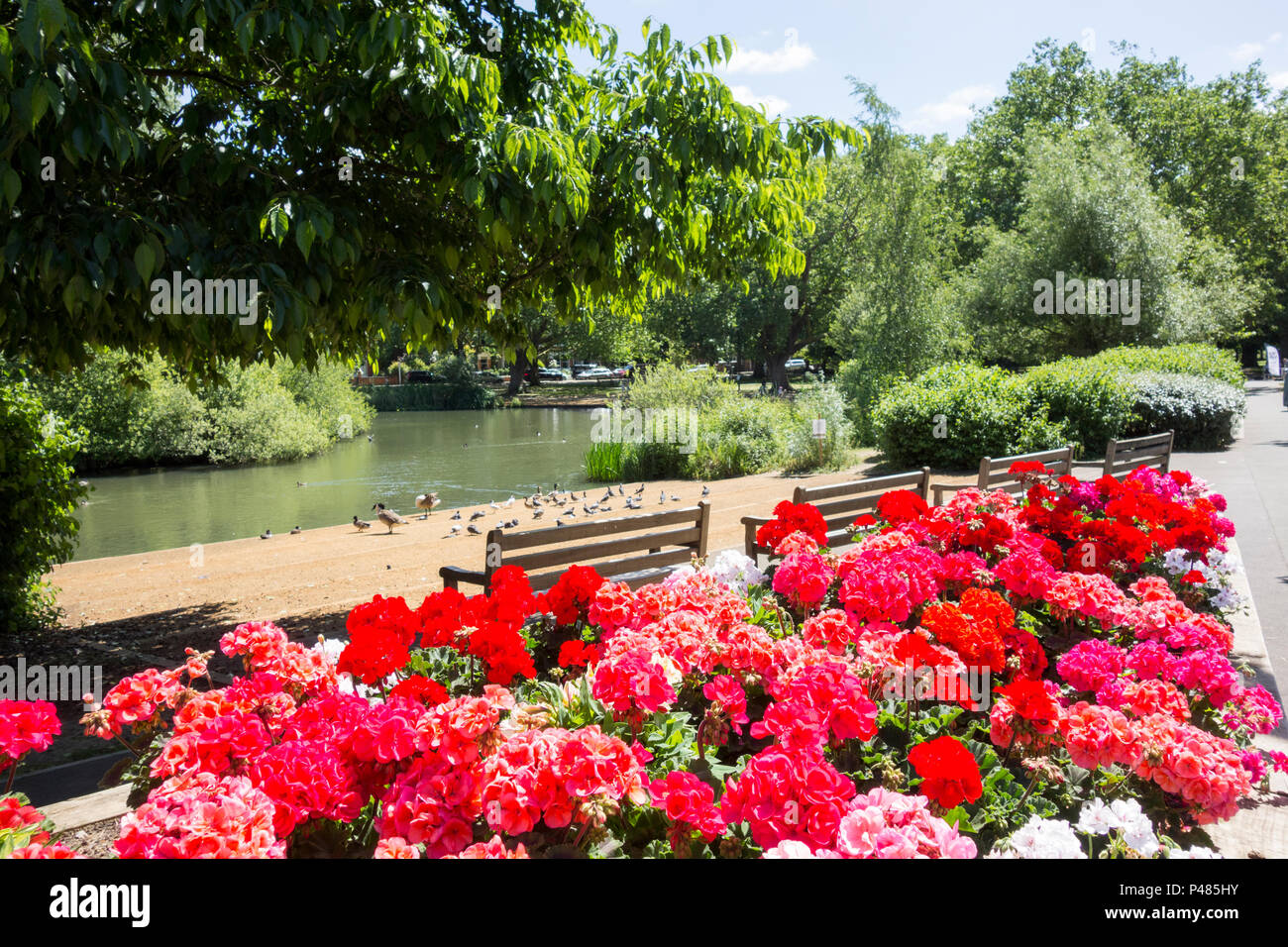 Colourful red geraniums next to Barnes Pond, London, SW13, England, UK Stock Photo