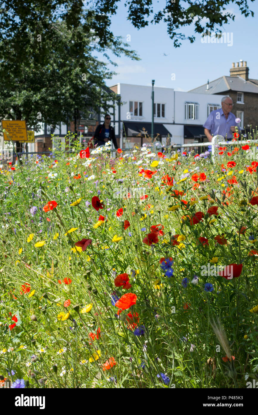 Wild meadow flowers next to Barnes Pond, Barnes, London, SW13, England, UK Stock Photo