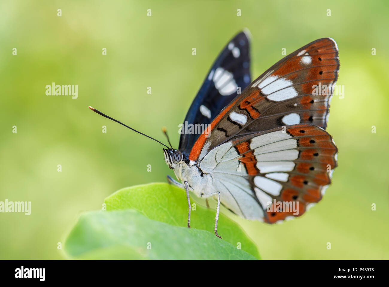 Southern White Admiral butterfly - Limenitis reducta, beautiful colorful butterfly from European meadows and grasslands. Stock Photo