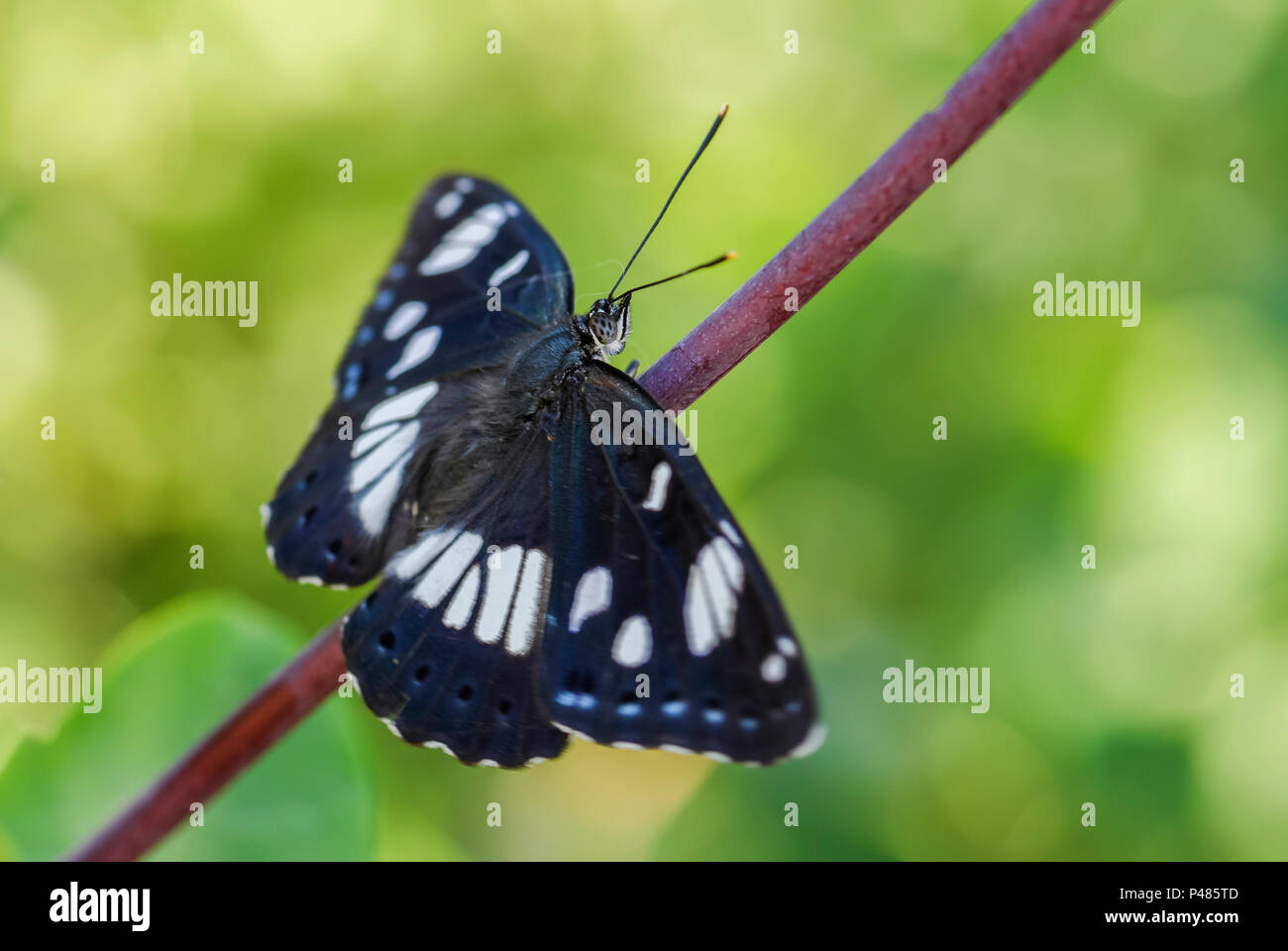 Southern White Admiral butterfly - Limenitis reducta, beautiful colorful butterfly from European meadows and grasslands. Stock Photo