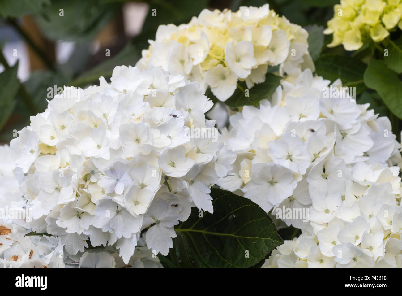 Sterile flowers of the repeat blooming mophead hydrangea shrub