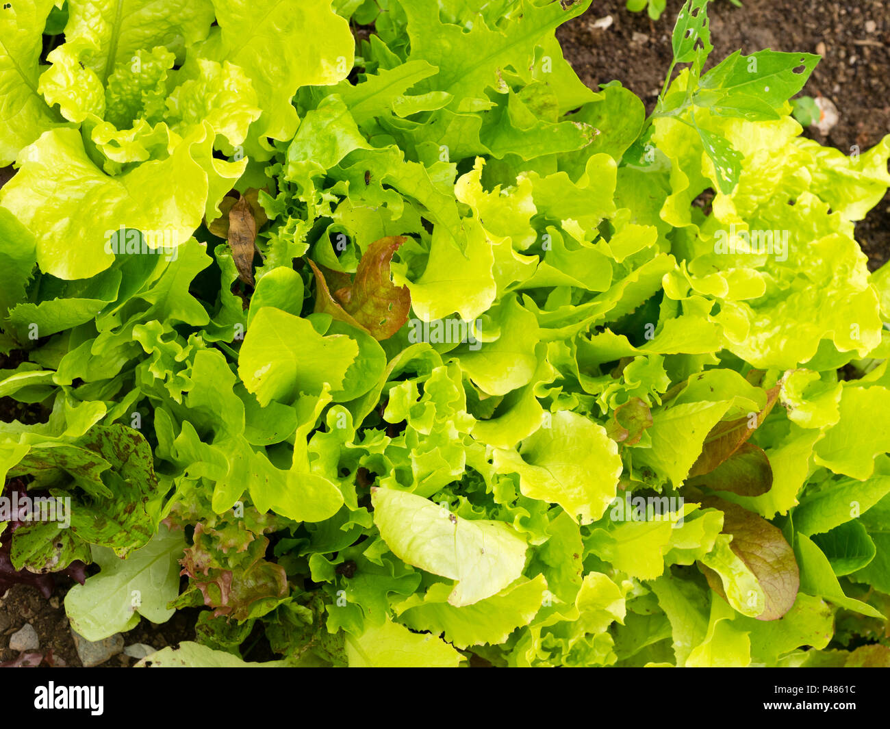 Mixed salad leaves of the 'Rocky Top mix' lettuce strain, Lactuca sativa, in the summer garden Stock Photo