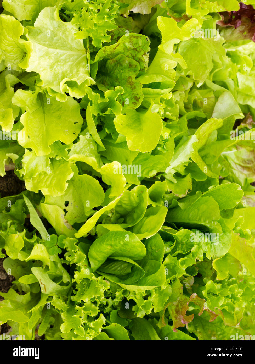 Mixed salad leaves of the 'Rocky Top mix' lettuce strain, Lactuca sativa, in the summer garden Stock Photo