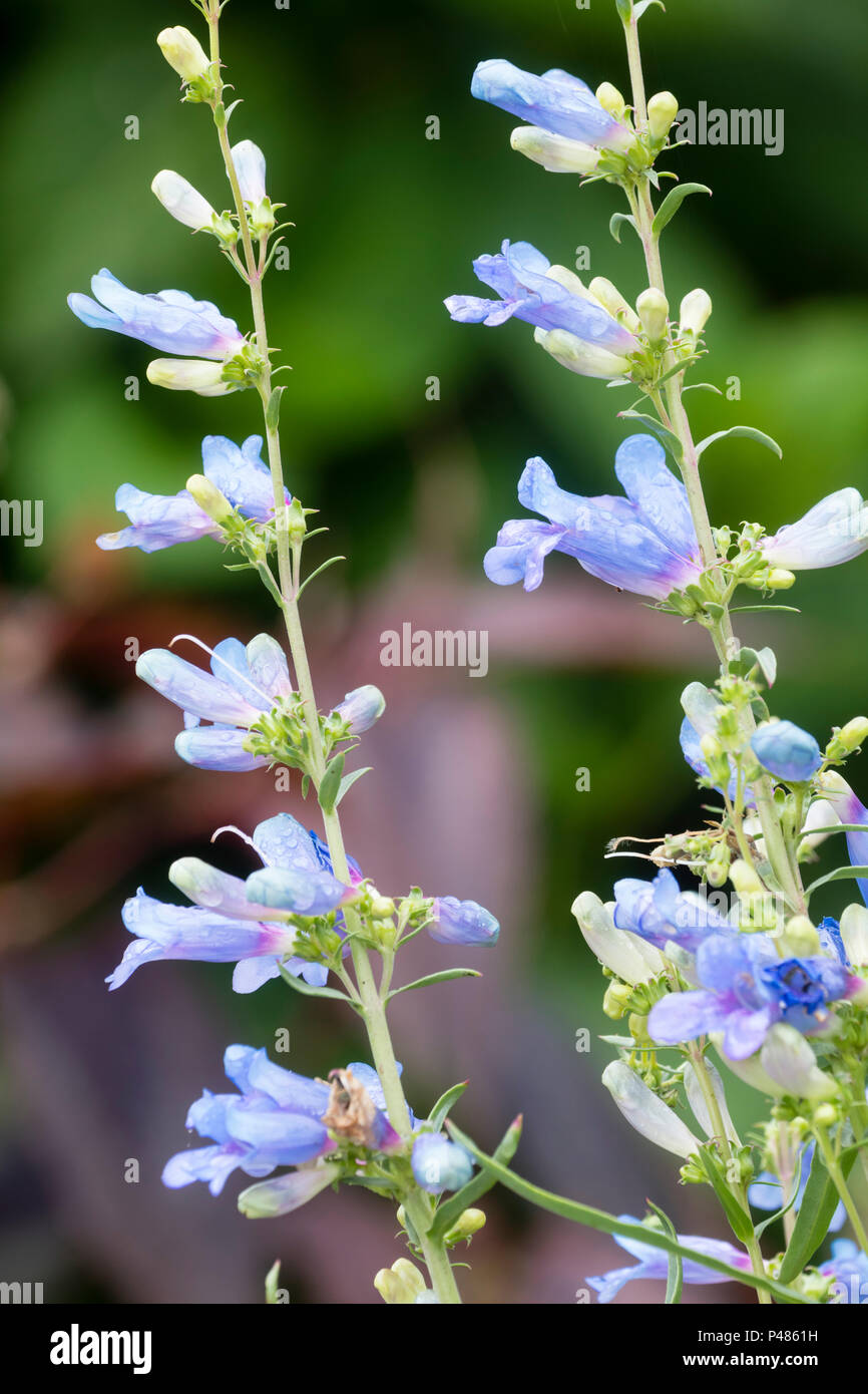 Good blue tubular flowers of the summer blooming foothill penstemon, Penstemon heterophyllus 'Electric Blue' Stock Photo