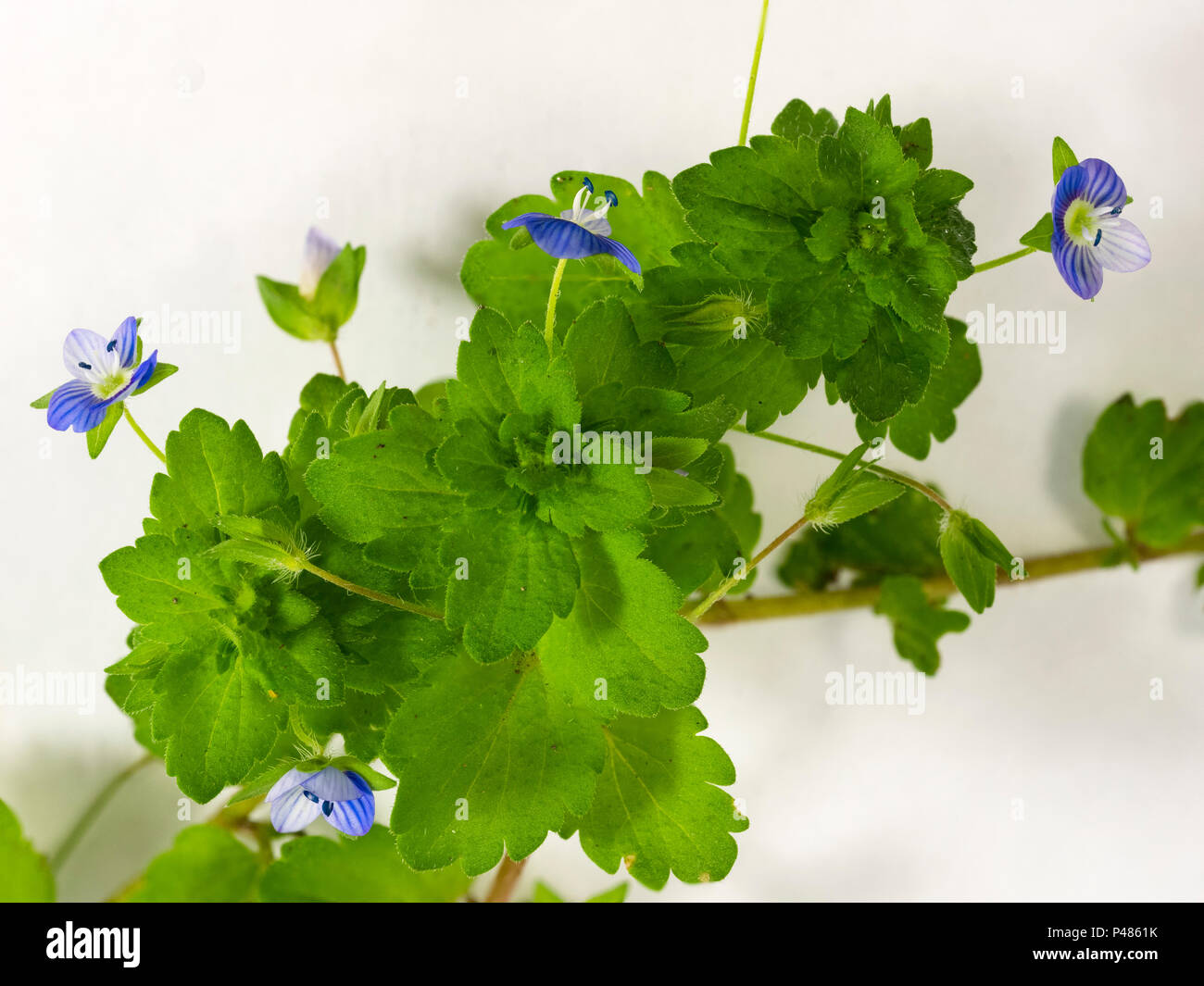 Flowers of the common field speedwell, Veronica persica, a garden weed.  Focus stacked studio image. Stock Photo