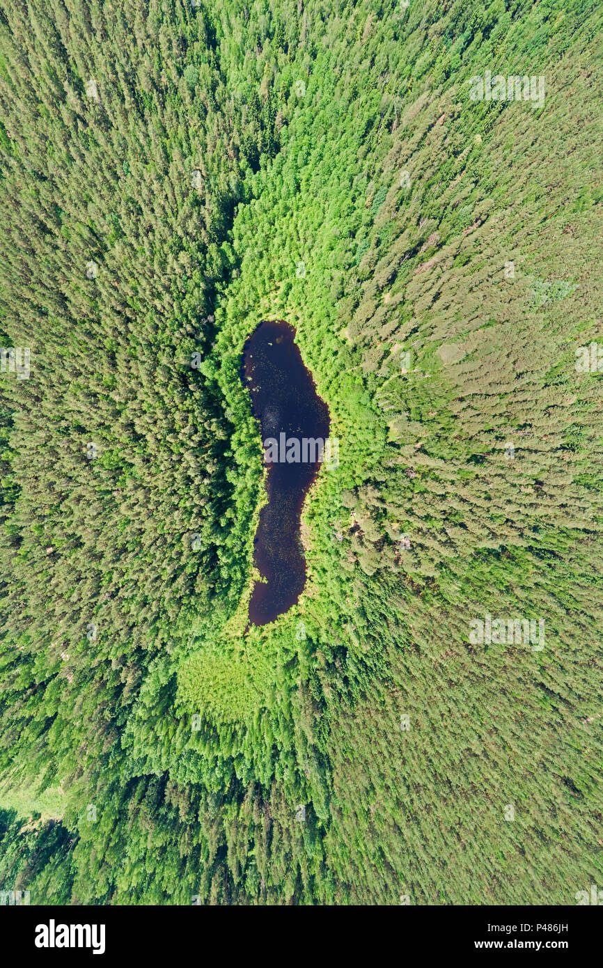 Aerial view of lake hidden in pine forest Stock Photo
