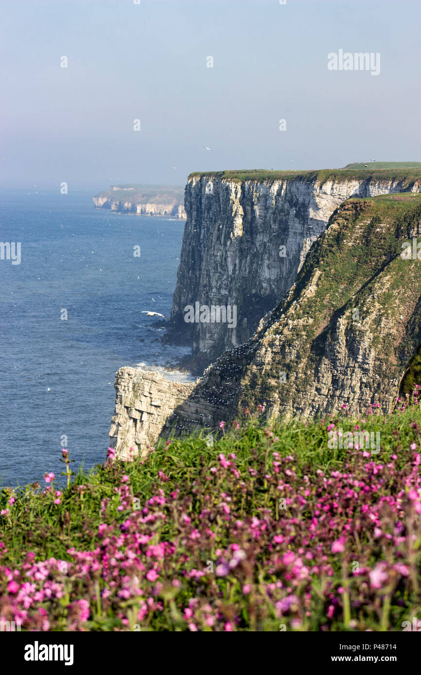 White cliffs of bempton, East Yorkshire Nature reserve with Puffins Stock Photo