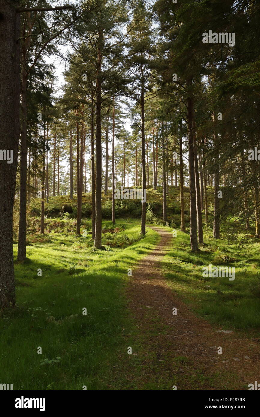Scottish pine forest, Camore Woods; Dornoch; Scotland. UK Stock Photo