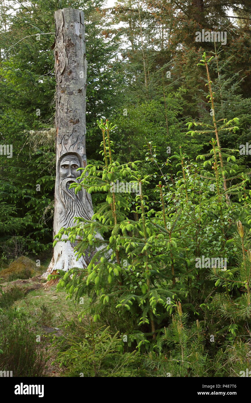 Tree carving of old man in Camore woods, Dornoch ; Scotland. UK Stock Photo