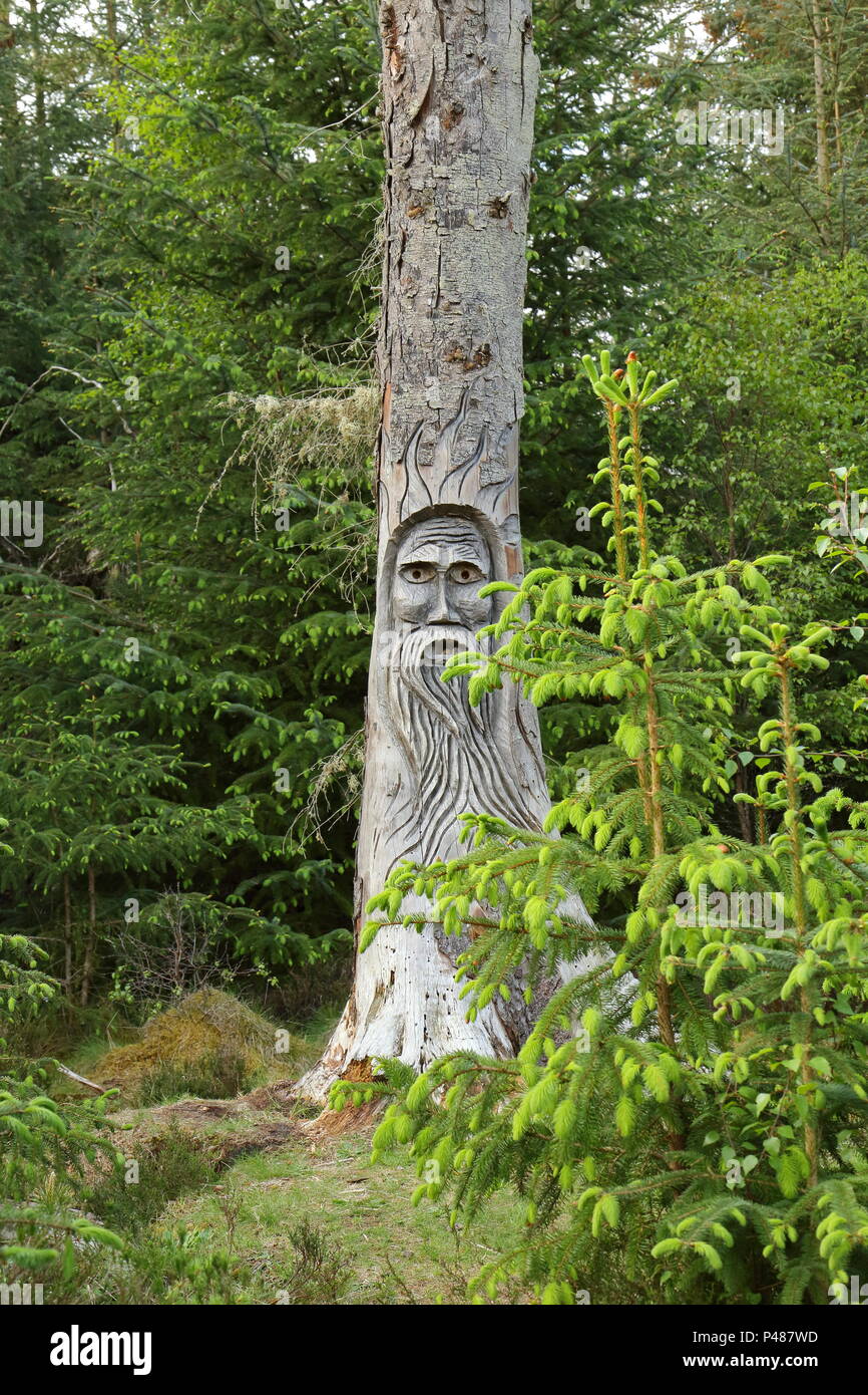 Tree carving of old man in Camore woods, Dornoch ; Scotland. UK Stock Photo