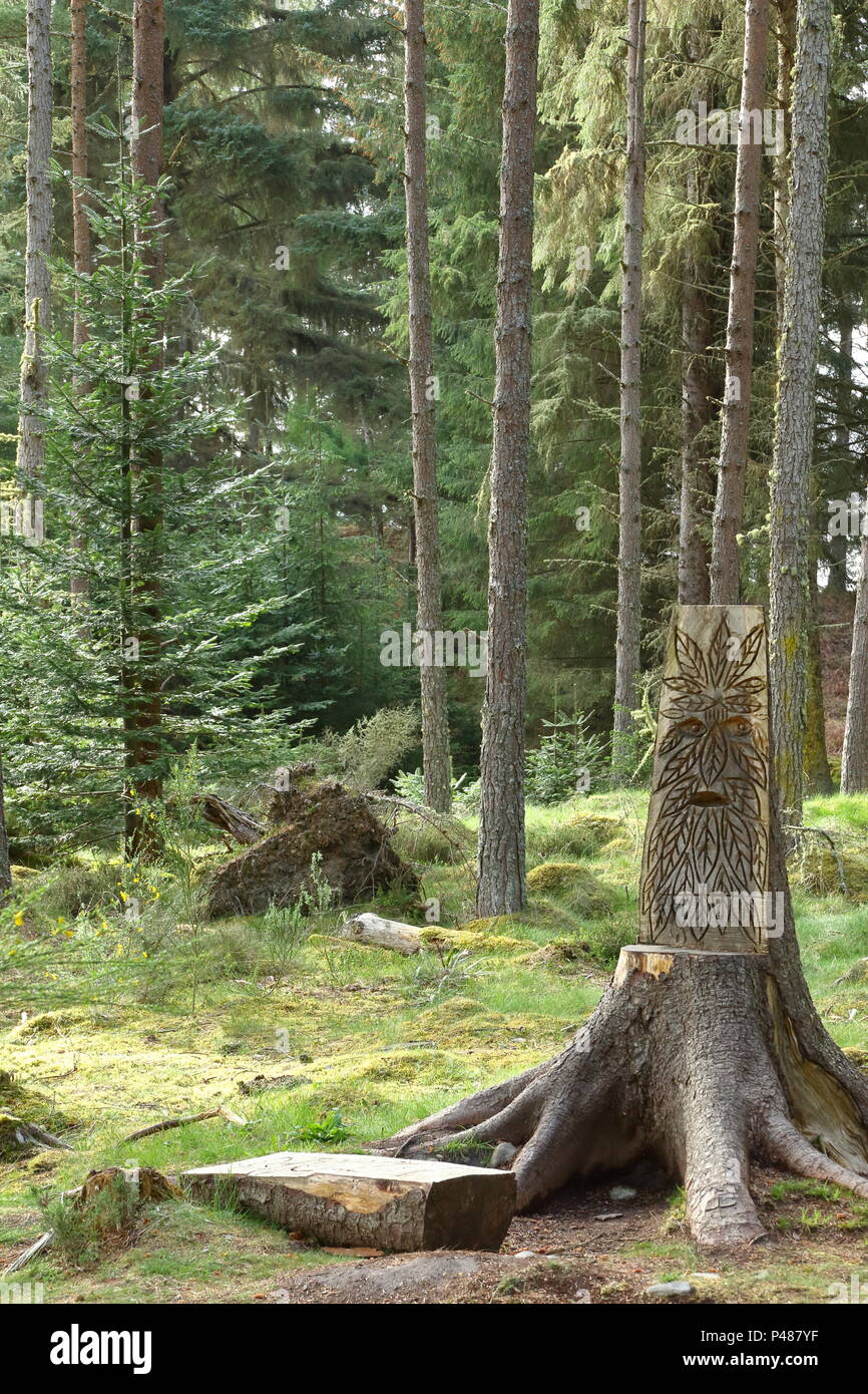 Tree carving in Camore woods, Dornoch ; Scotland. UK Stock Photo