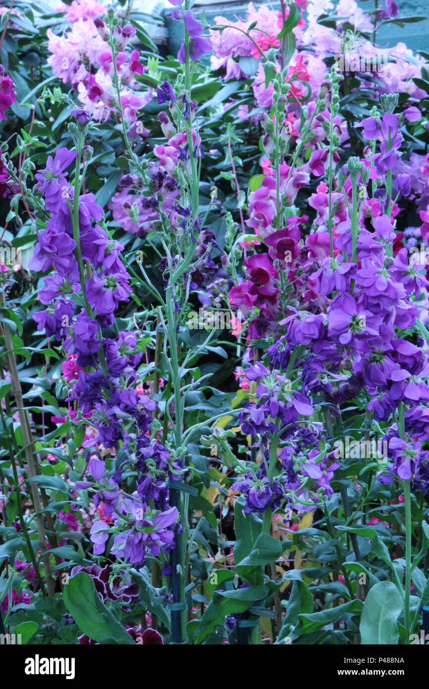 Purple and violet stalks of Mountain Garland blooming in a flower bed