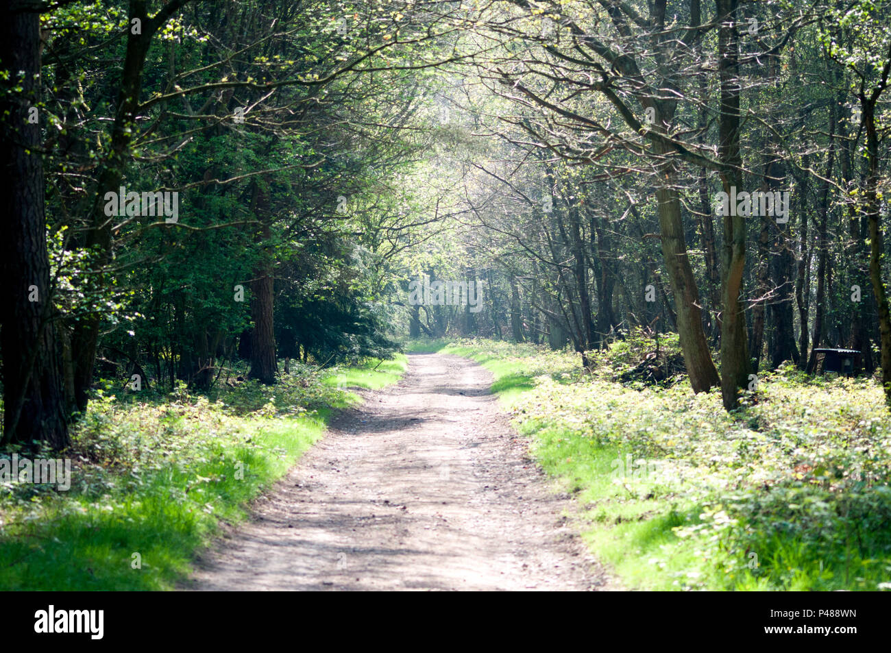 Forest paths in the sunlight Stock Photo