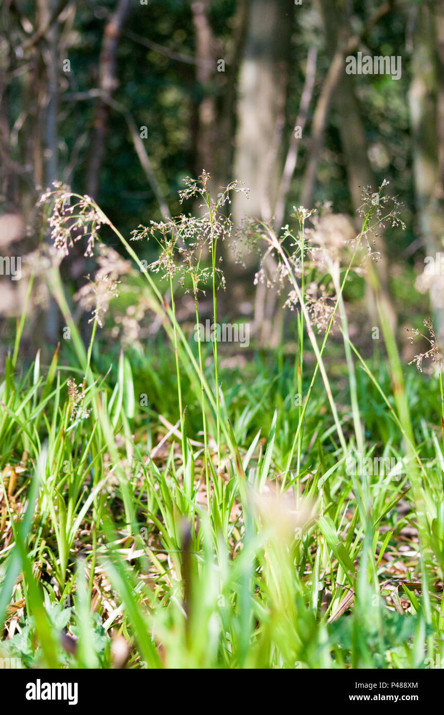 Spring Grasses in North Yorkshire, England. Stock Photo