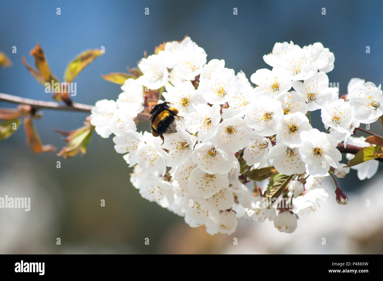 Bee collecting pollen on blossoms Stock Photo