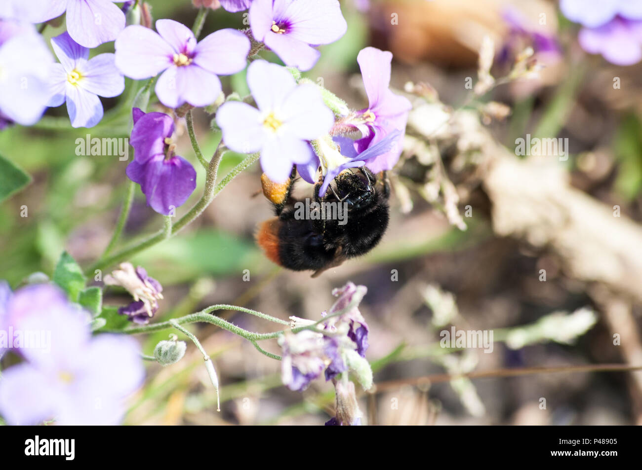 Bee collecting pollen on flowers Stock Photo Alamy