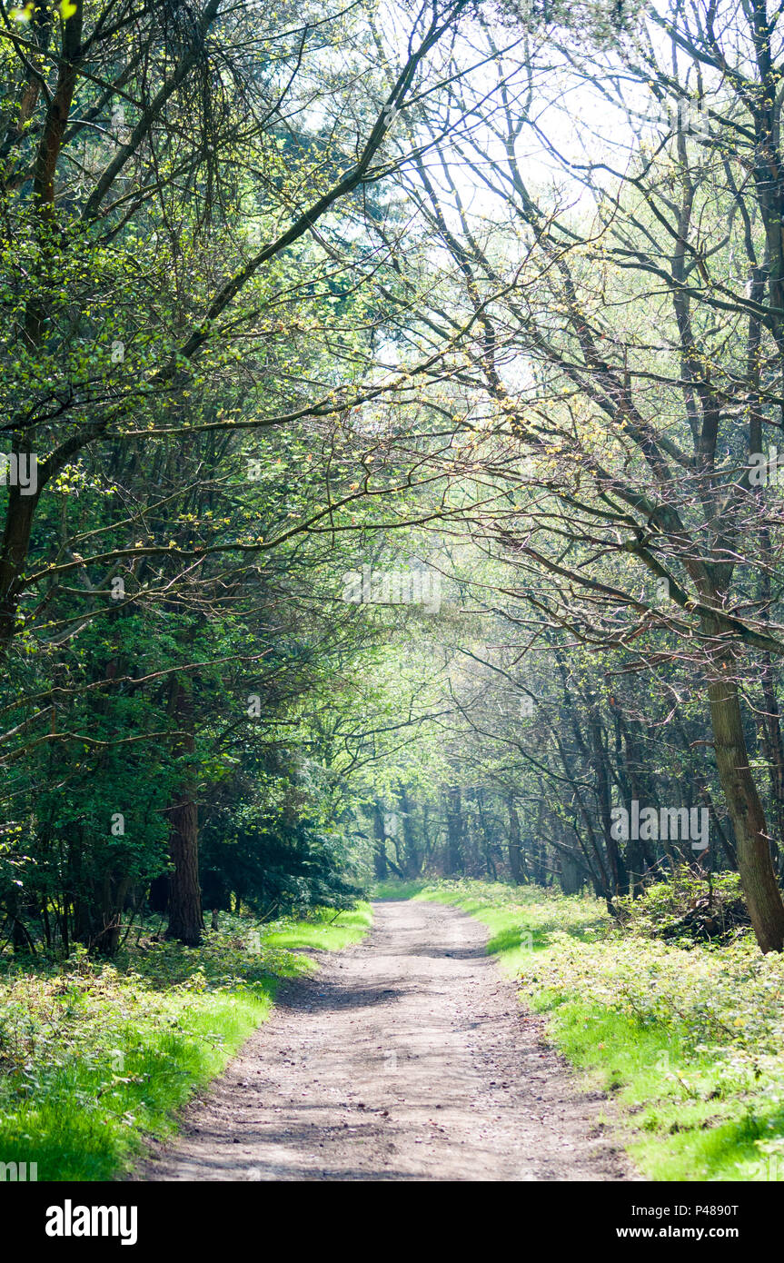 Forest paths in the sunlight Stock Photo