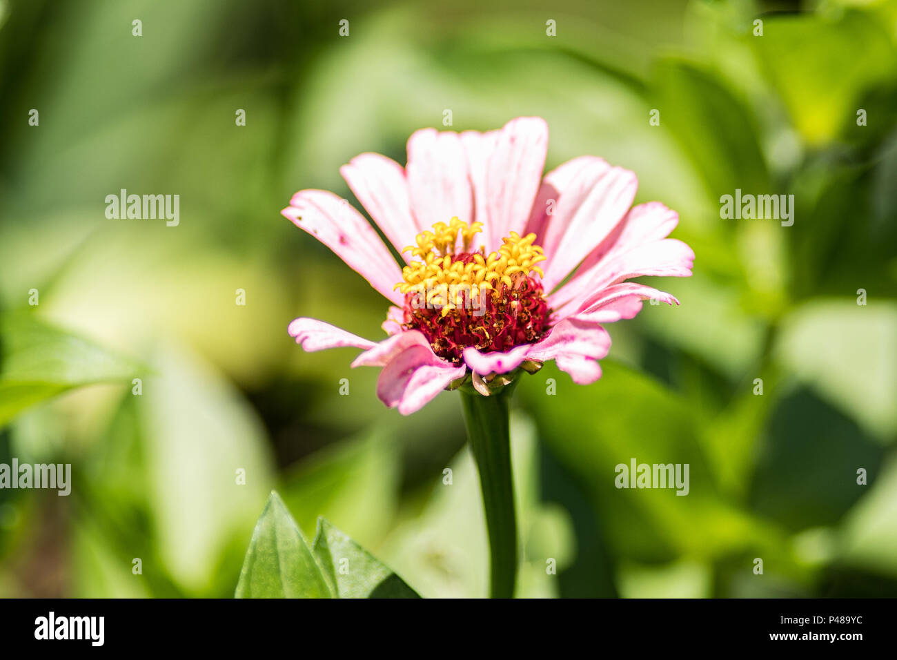 Beautiful Vibrant Colorful Flowers Stock Photo - Alamy