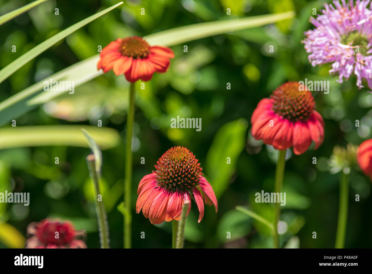 Beautiful Vibrant Colorful Flowers Stock Photo - Alamy