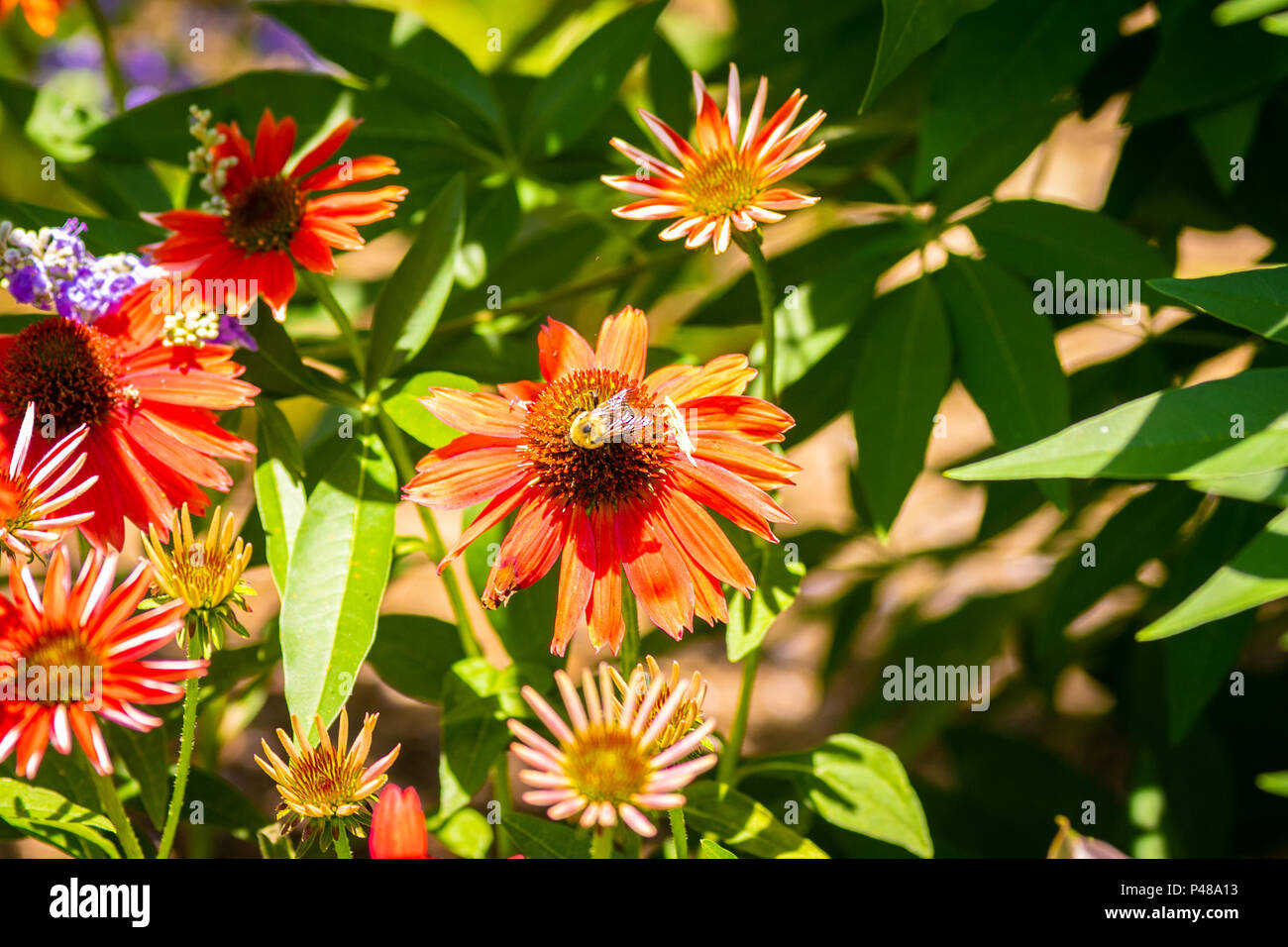 Beautiful Vibrant Colorful Flowers Stock Photo - Alamy