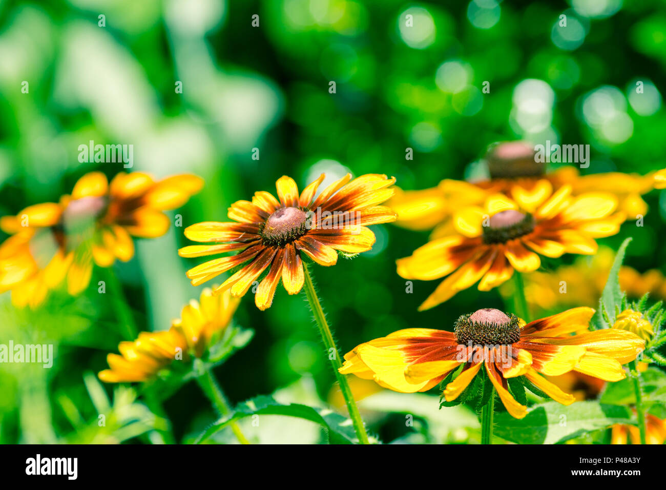 Beautiful Vibrant Colorful Flowers Stock Photo - Alamy