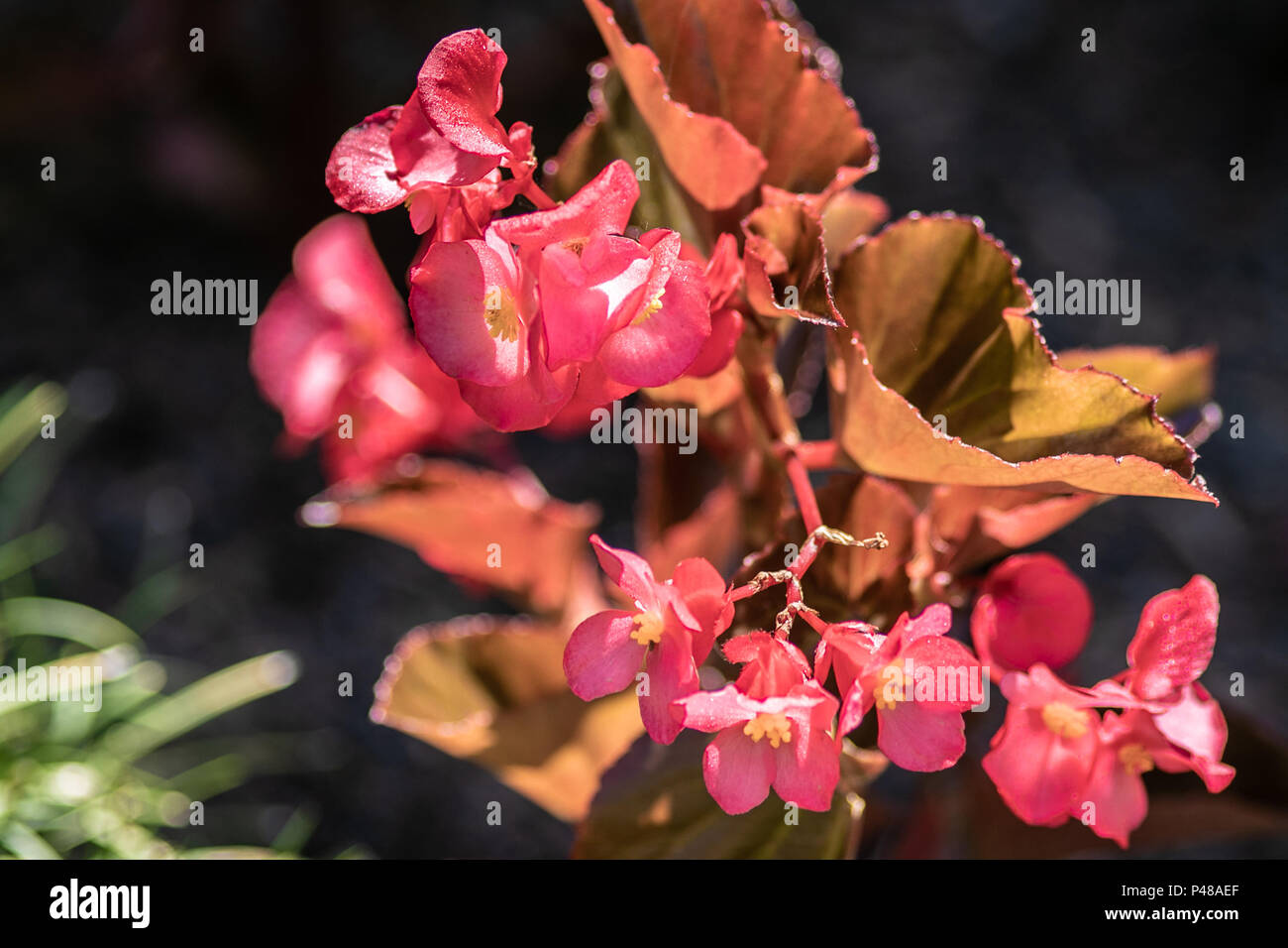 Beautiful Vibrant Colorful Flower Stock Photo - Alamy