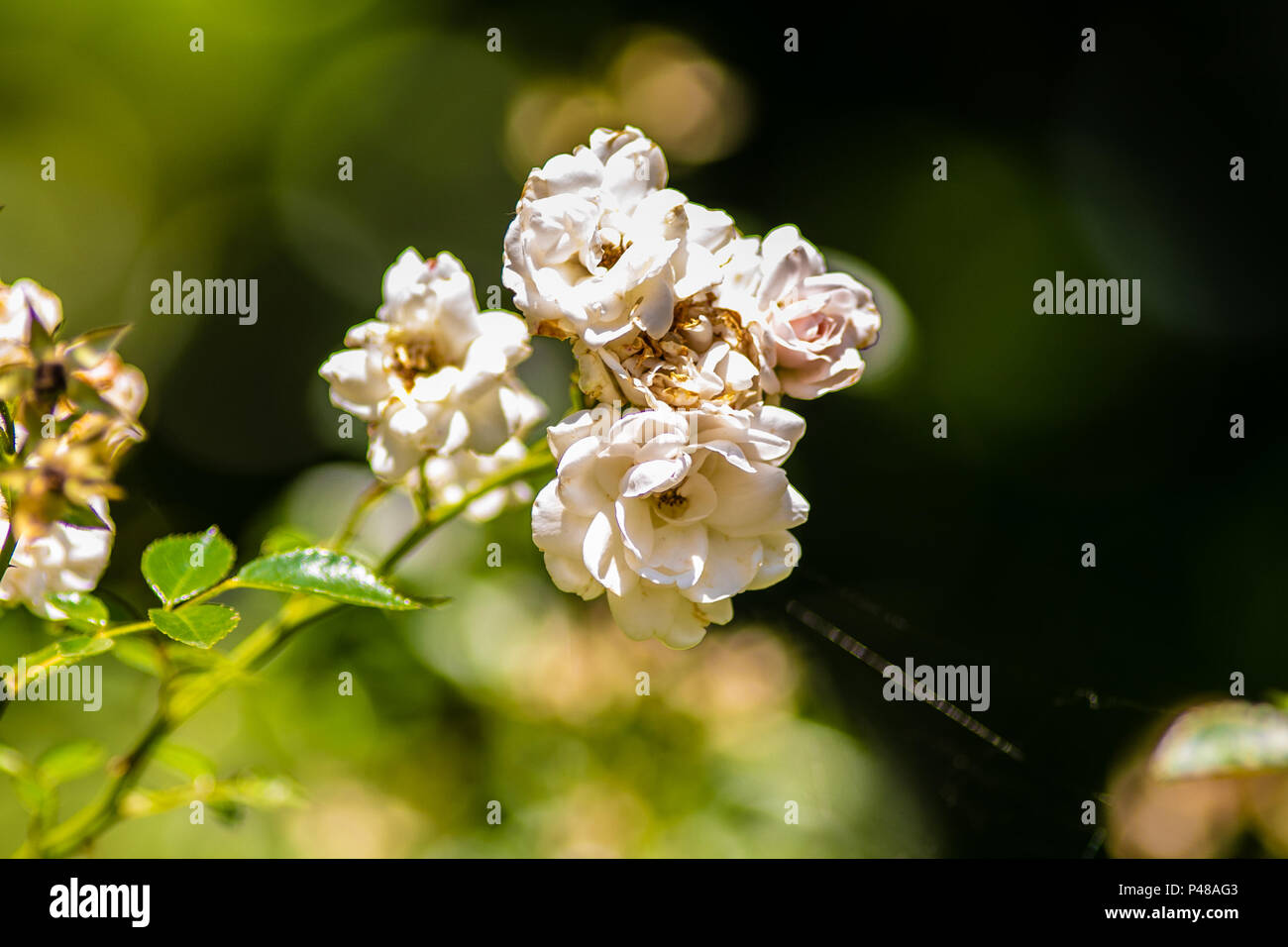 Beautiful Vibrant Colorful Flower Stock Photo - Alamy