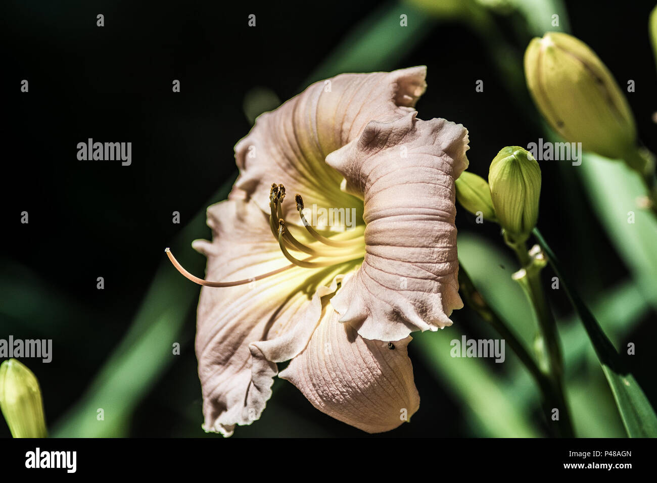 Beautiful Vibrant Colorful Flower Stock Photo - Alamy