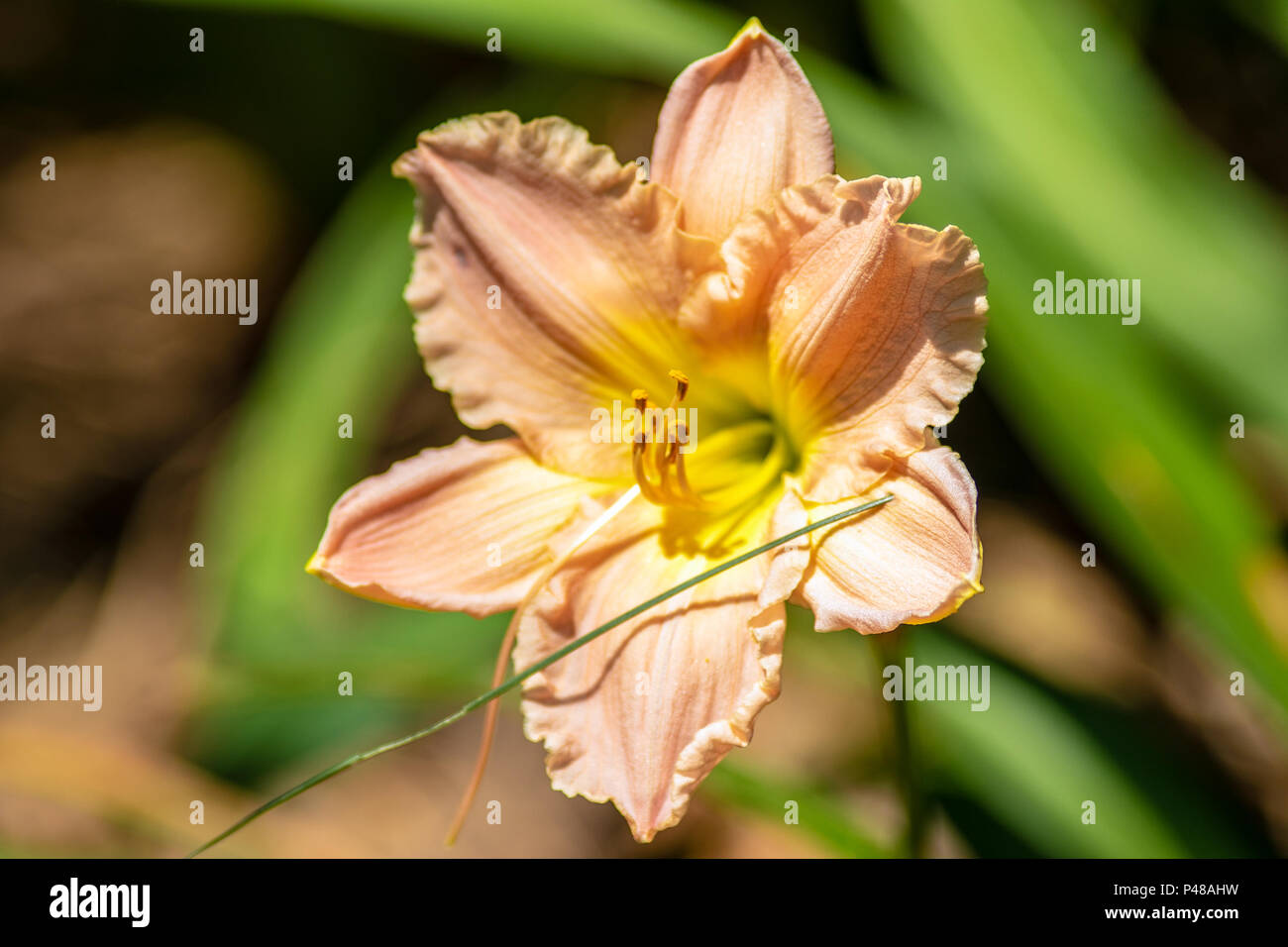 Vibrant colorful flower hi-res stock photography and images - Alamy