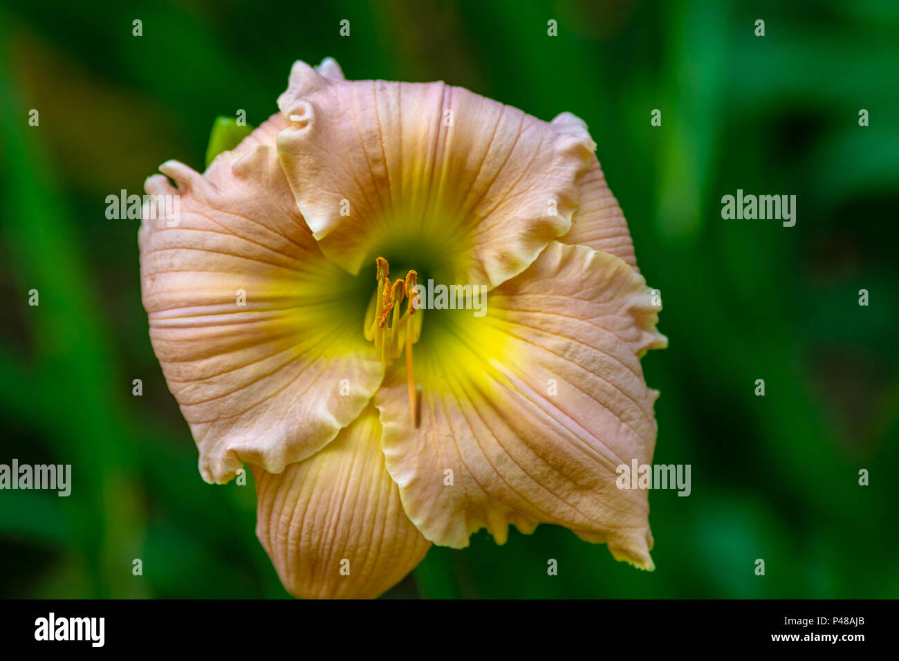 Vibrant colorful flower hi-res stock photography and images - Alamy