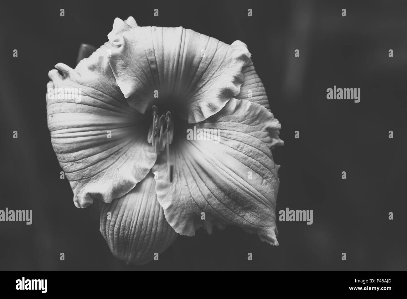Beautiful Black and White Flower Stock Photo Alamy