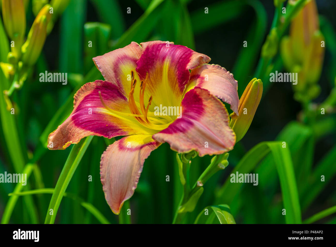 Vibrant Colorful Flower Stock Photo - Alamy