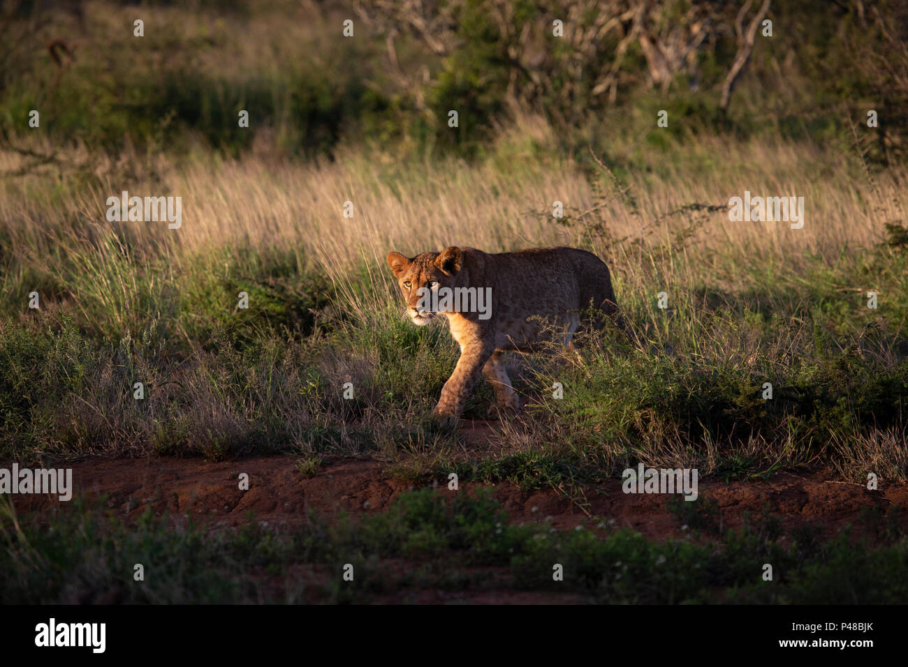 Young lion Panthera leo prowling on the hunt in dusk in the long grass Stock Photo