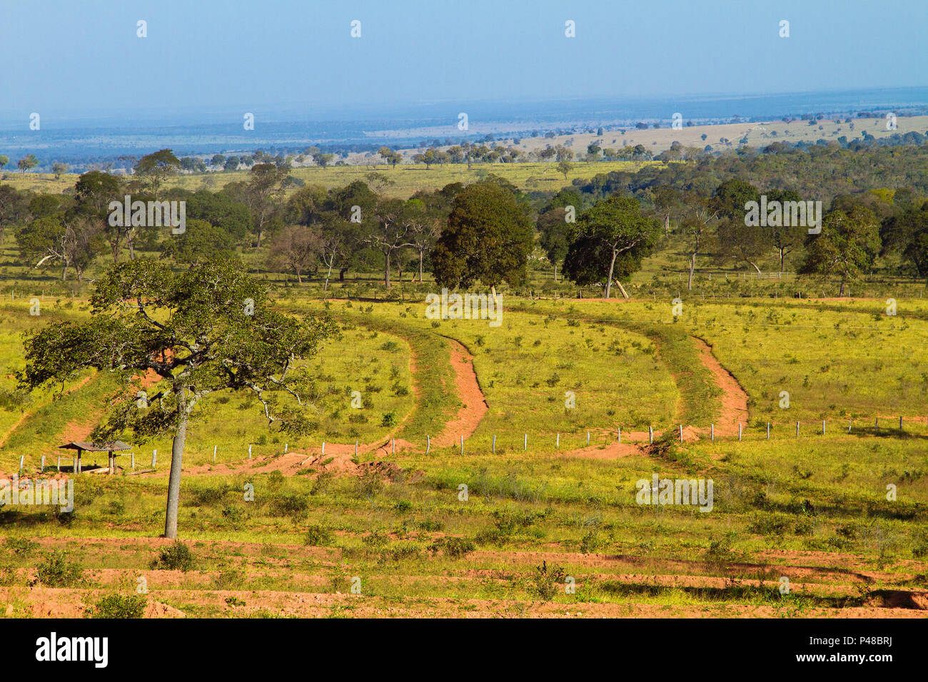 Corguinho Mato Grosso do Sul fonte: c8.alamy.com