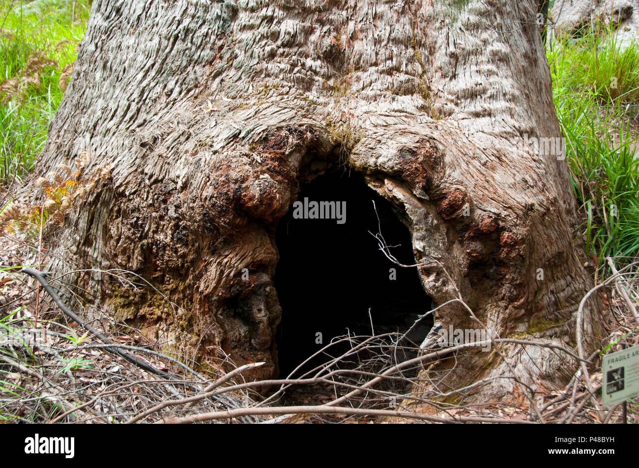 Giant Tingle Tree - Walpole - Australia Stock Photo - Alamy