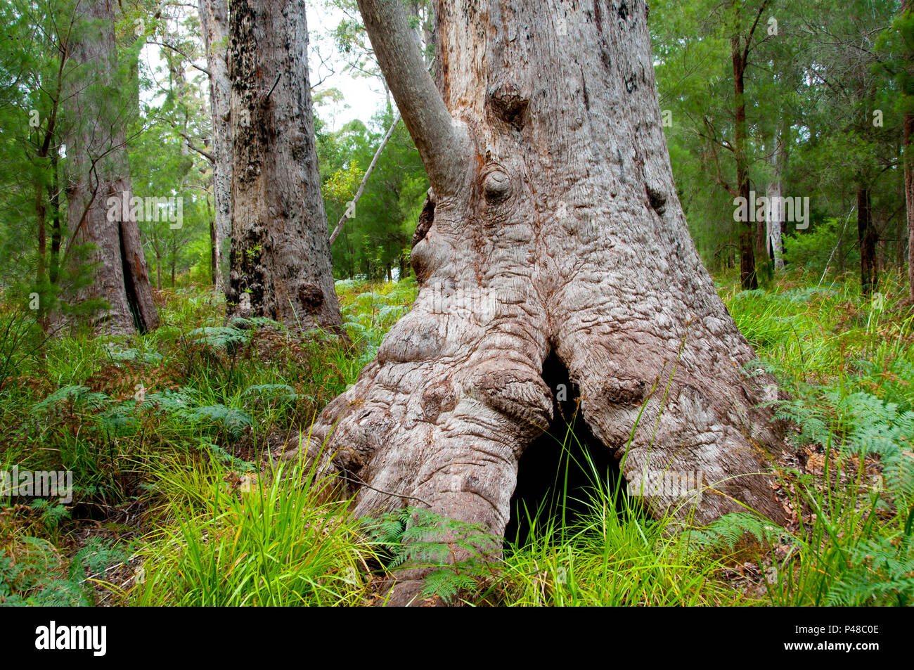 Giant Tingle Tree - Walpole - Australia Stock Photo - Alamy