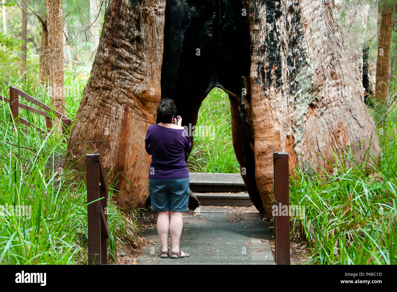 Giant Tingle Tree - Walpole - Australia Stock Photo