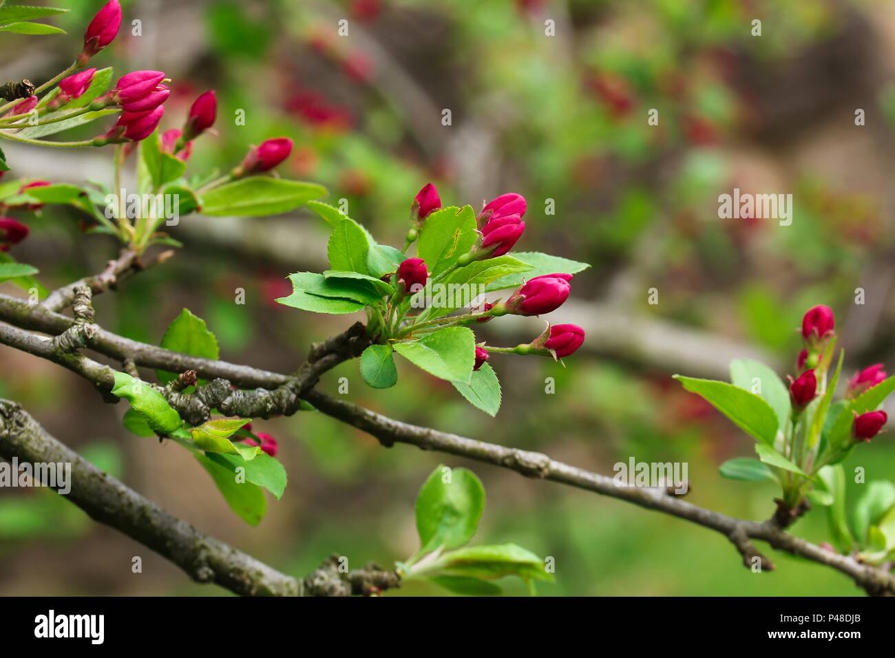 Cherry blossom buds hires stock photography and images Alamy