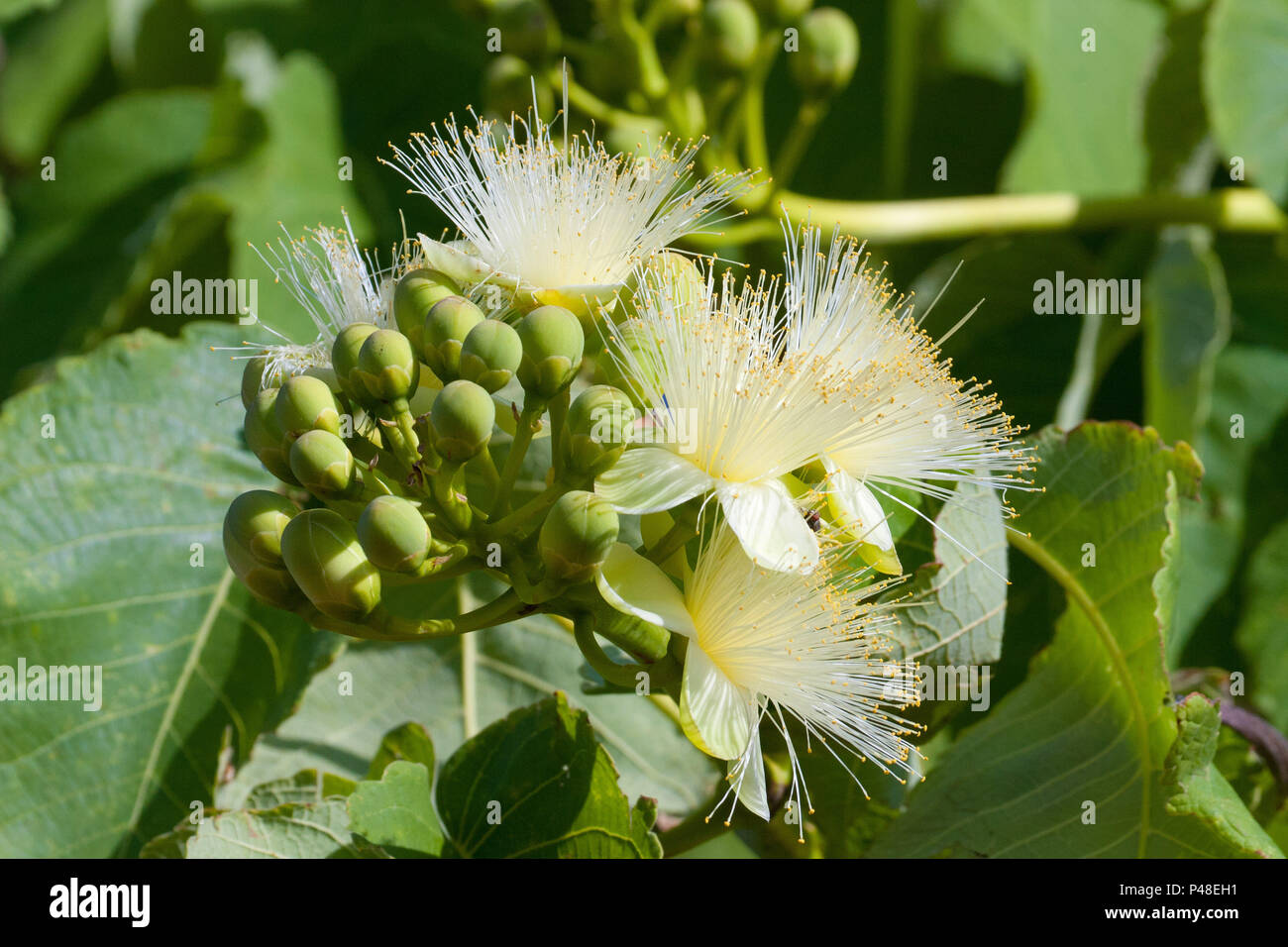 DOIS IRMÃOS DO BURITI, MS - 06.09.2008: ARVORE DE PEQUI - Flor do pequi (Caryocar brasiliense), espécie típica do Cerrado brasileiro. (Foto: Daniel De Granville / Fotoarena) Stock Photo