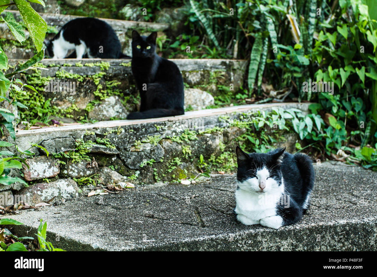 FLORIANÓPOLIS, SC - 23.05.2015: GATOS DOMÉSTICOS - Gatos domésticos na comunidade da Praia do Saquinho. (Foto: Ricardo Ribas / Fotoarena) Stock Photo