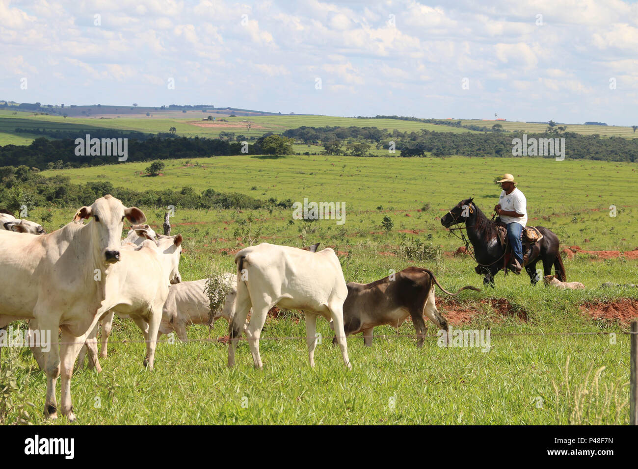 Comitiva de gado, peão de boiadeiro, boi, Cortege of Cattle, Peasant of  Cowboy, Ox, Bos taurus, Miranda, Mato Grosso do Sul, Brazil Stock Photo -  Alamy