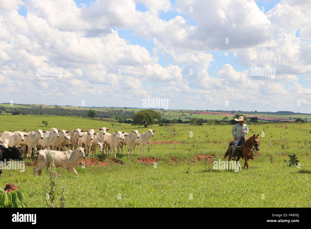 Comitiva de gado, peão de boiadeiro, boi, Bos taurus, Cortege of Cattle,  Peasant of Cowboy, Ox, Miranda, Mato Grosso do Sul, Brazil Stock Photo -  Alamy