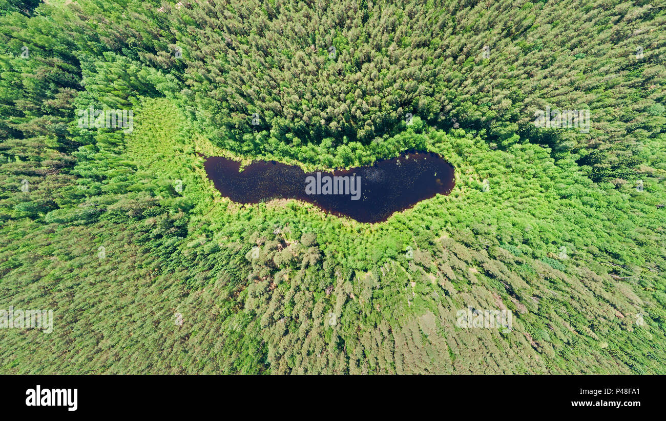 Aerial view of lake hidden in pine forest Stock Photo