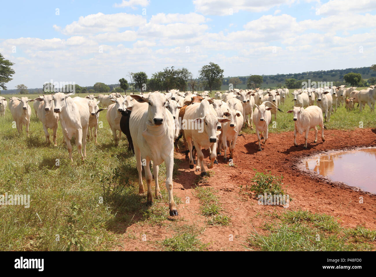 Peão boiadeiro conduzindo gado nelore em fazenda - Pantanal Sul, Pulsar  Imagens