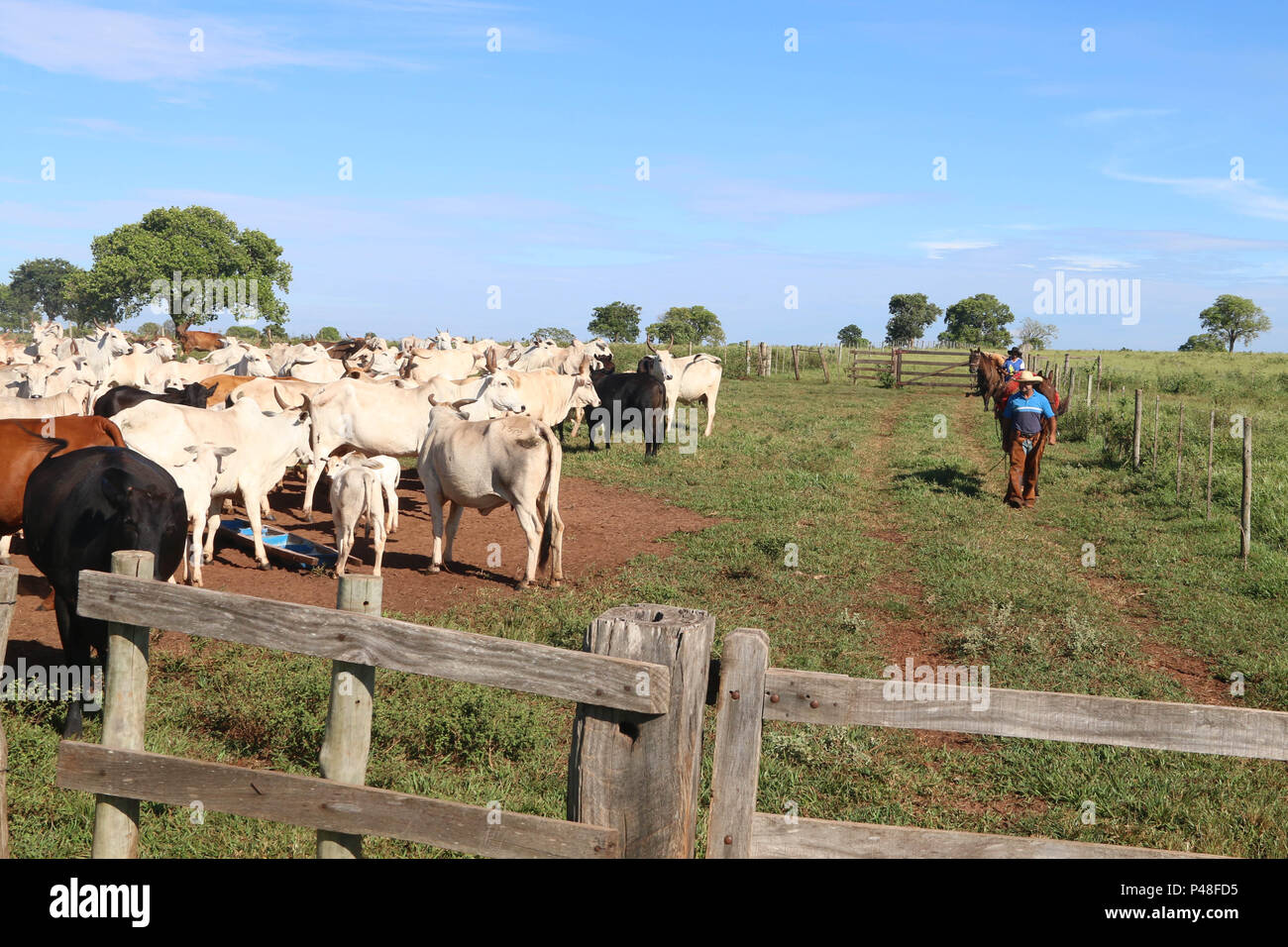 Peão boiadeiro tocando a boiada, (Brazilian cowboy) Photo t…