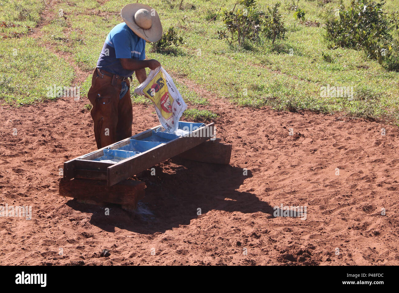 Comitiva de gado, peão de boiadeiro, boi, Cortege of Cattle, Peasant of  Cowboy, Ox, Bos taurus, Miranda, Mato Grosso do Sul, Brazil Stock Photo -  Alamy