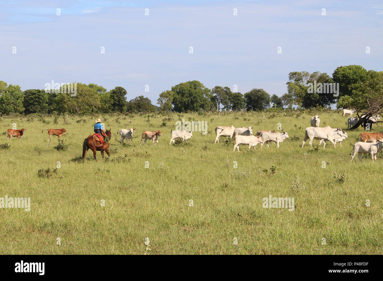 Peão tocando boiada na Transpantanera no Pantanal. Stock Photo