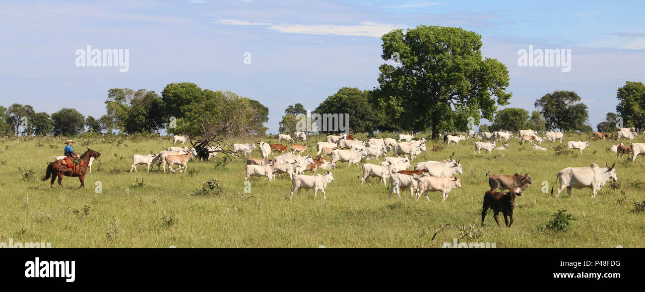 Comitiva de gado, peão de boiadeiro, boi, Bos taurus, Cortege of Cattle,  Peasant of Cowboy, Ox, Miranda, Mato Grosso do Sul, Brazil Stock Photo -  Alamy