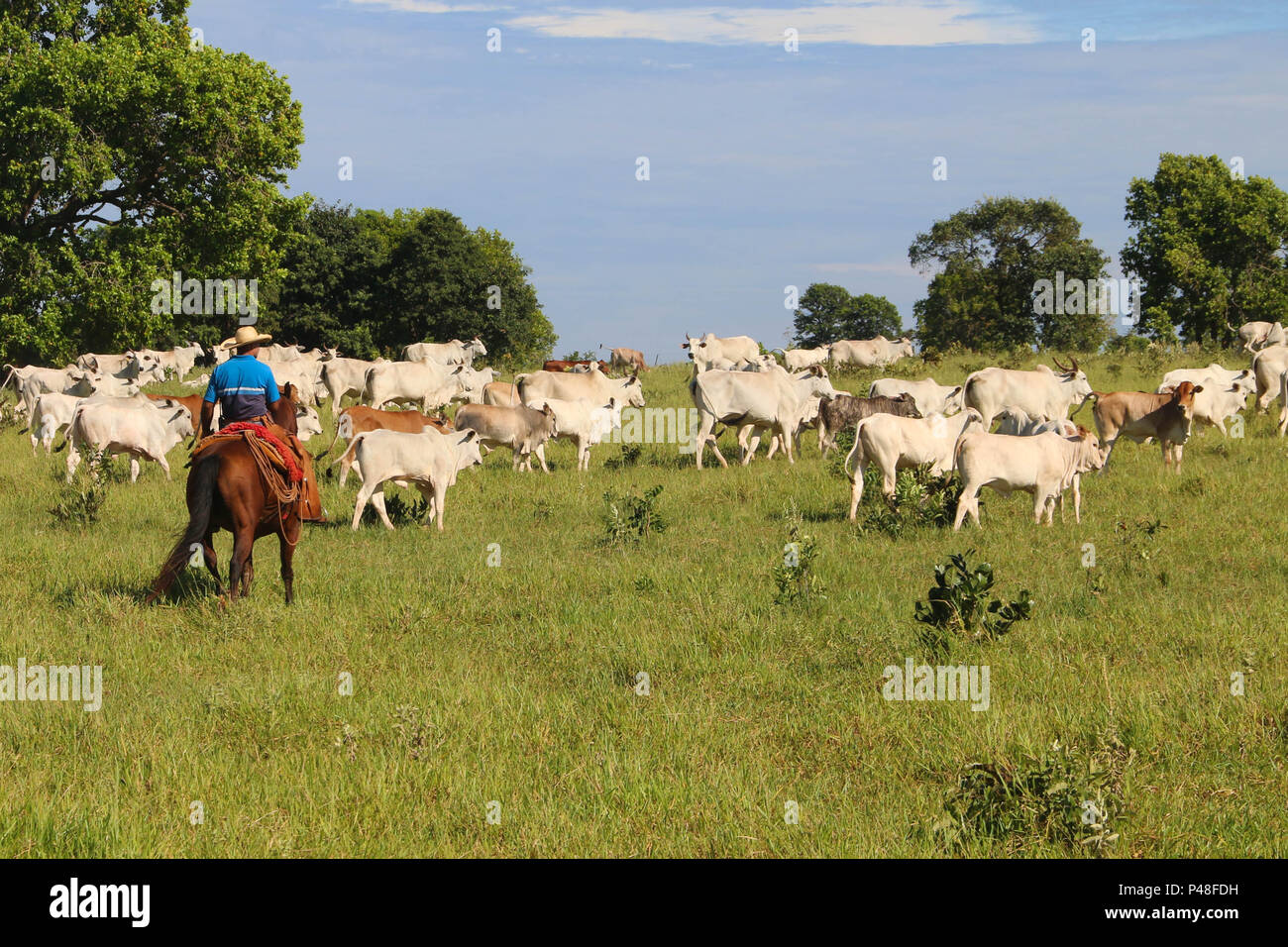 Peão tocando boiada na Transpantanera no Pantanal. Stock Photo